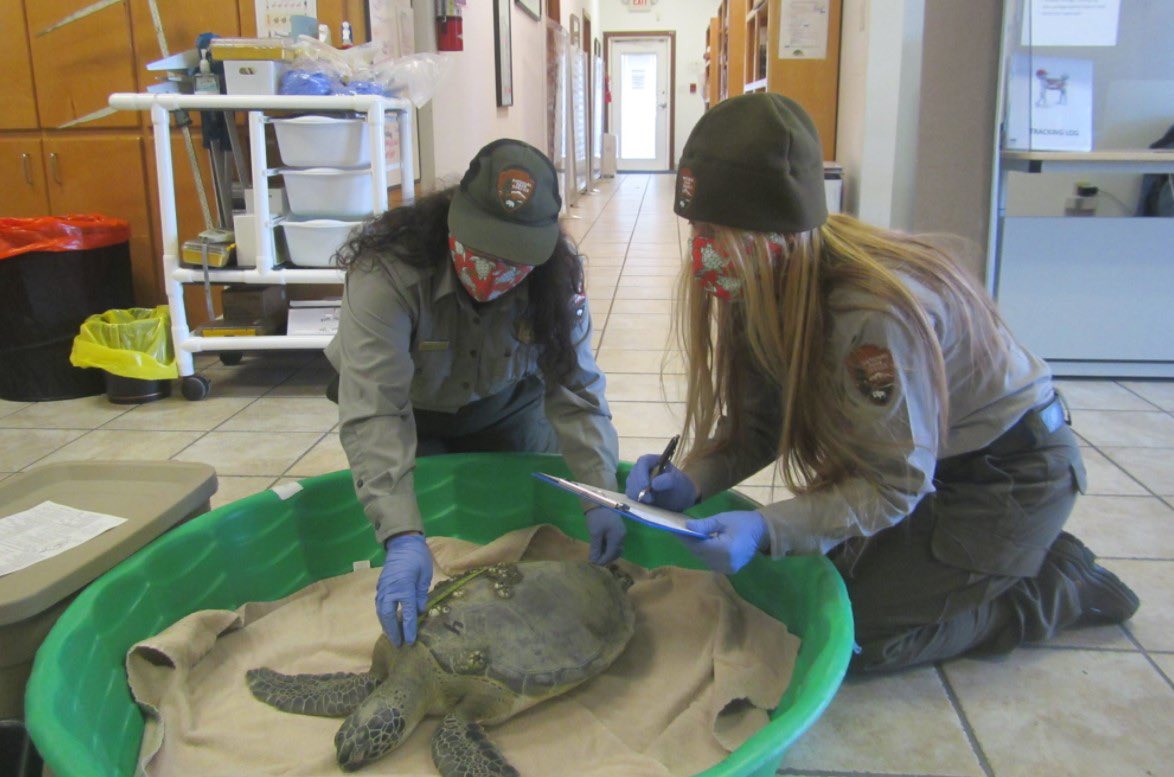 MisionPlanetaAC's tweet photo. Más de 3500 tortugas marinas han sido rescatadas del frío por voluntarios y organizaciones al sur de Texas. 🐢

Lamentablemente con otro frente frío aproximándose, no sabe cuándo podrán regresar a las tortugas marinas al agua. 

#EmergenciaClimática #TexasFreeze https://t.co/03RA7gn60i