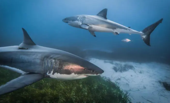 Sea Save Foundation tweet media