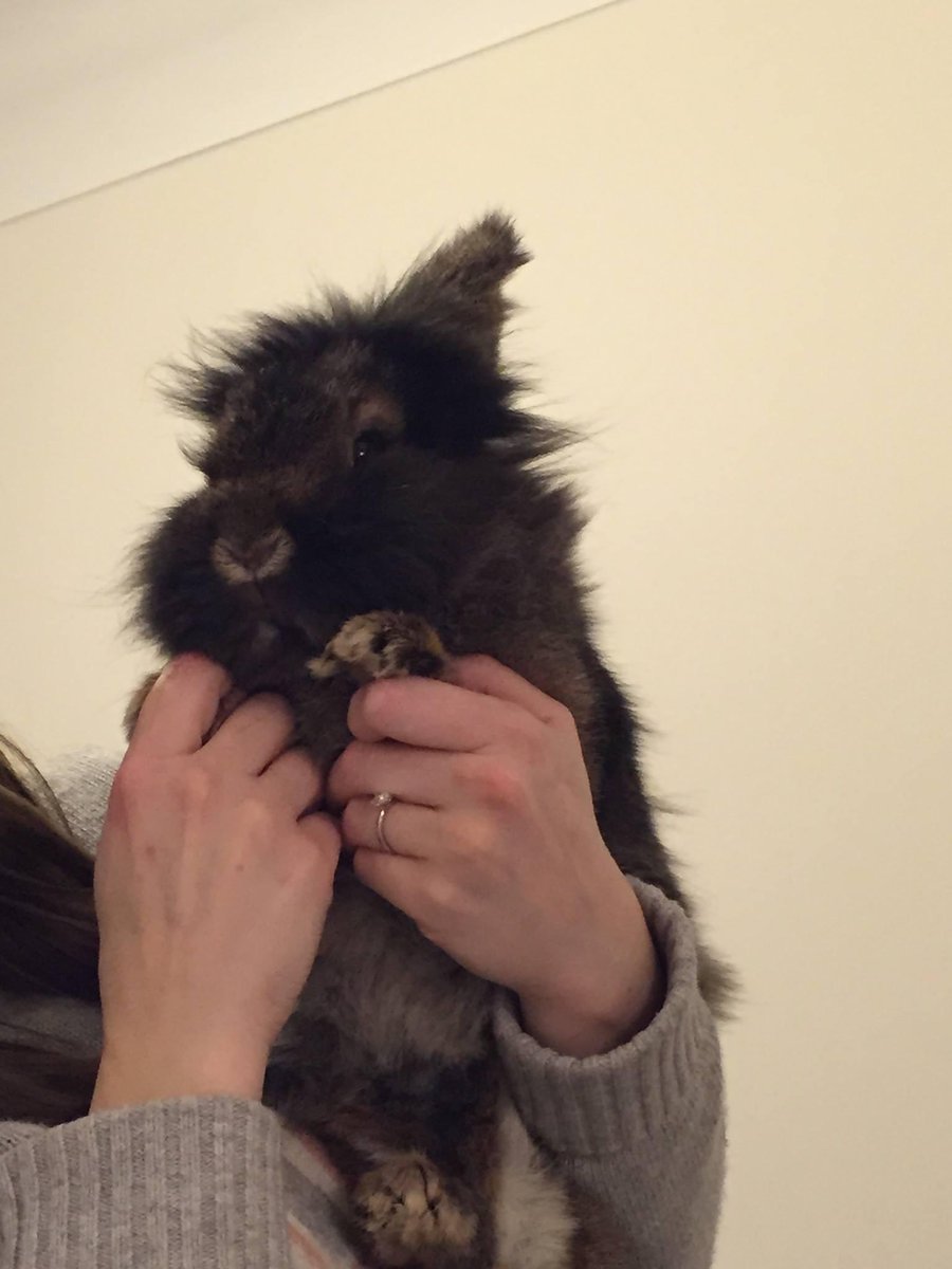 This came up on my FB memories today. Six years ago, Bridget joined our family from <a href="/RabbitRescueNW/">RabbitRescueNW</a> - she was terrified, timid &amp; took time to trust us. Boy did she capture our heart &amp; she came to love &amp; trust us in return. She left us in Nov. Remembering you today Gorgeous girl❤️