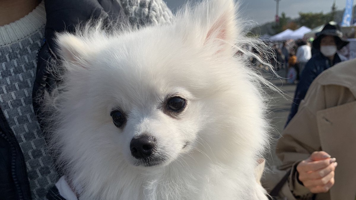 わんわんマルシェ わんわんぎゃらりー わんわんマルシェin滋賀竜王 11 08 ご来場ありがとうございました わんわんぎゃらりー 可愛いわんちゃん わんわんマルシェ わんこ 犬 三井アウトレットパーク滋賀竜王