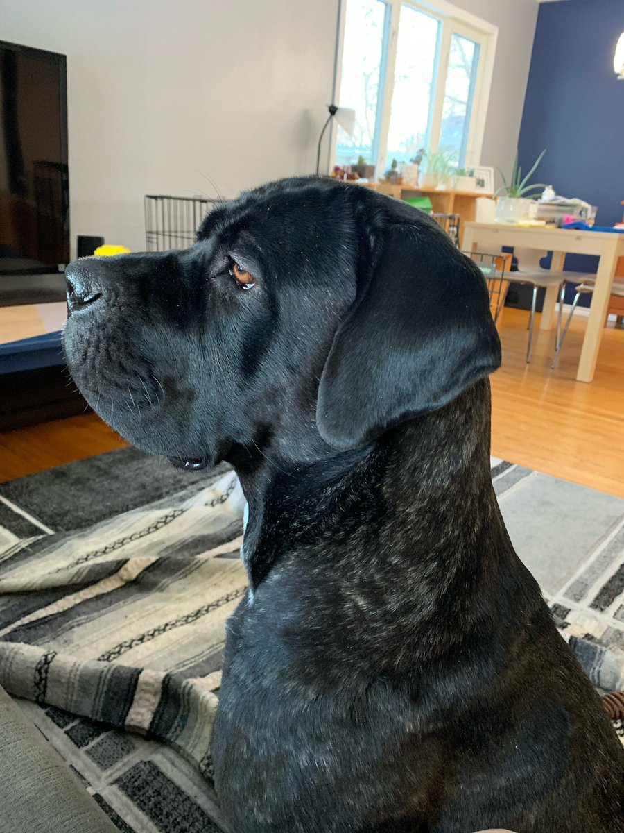 dog_rates's tweet image. This is Snowelle. She’s our Canadian pup of the day! Available through @ManitobaMutts. Would like to know when it’s going to be her turn to play Mario Brothers. You can adopt Snowelle by clicking the link below. 13/10 #TrupanionPartner

manitobamutts.org/dogs/snowelle/