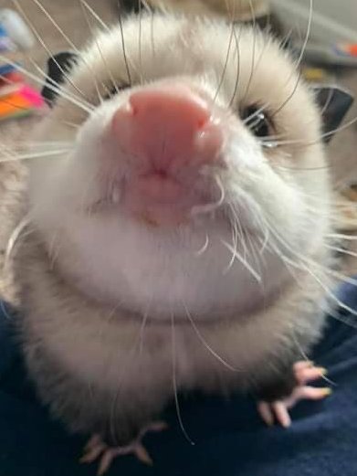 Possum Every Hour (@PossumEveryHour) on Twitter photo 18/02/2021 00:01:52 Possum Every Hour (@PossumEveryHour) on Twitter photo 18/02/2021 00:01:52