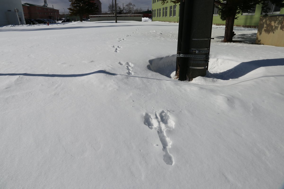 航空自衛隊千歳基地 千歳基地動物シリーズ 雪が積もると 北キツネ や エゾタヌキ ウサギや エゾリス 野鳥等の足跡が見られます 数時間前の行動が想像出来ますね W ノ この足跡の間隔は約1 7mでした 3枚目の写真の足跡 撮影者 副司令 は何の動物 航空自衛隊千歳基地 千歳基地動物シリーズ 雪が積もると 北キツネ や エゾタヌキ ウサギや エゾリス 野鳥等の足跡が見られます 数時間前の行動が想像出来ますね W ノ この足跡の間隔は約1 7mでした 3枚目の写真の足跡 撮影者 副司令 は何の動物