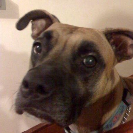 Bailey, you were the best dog. I will miss you.
