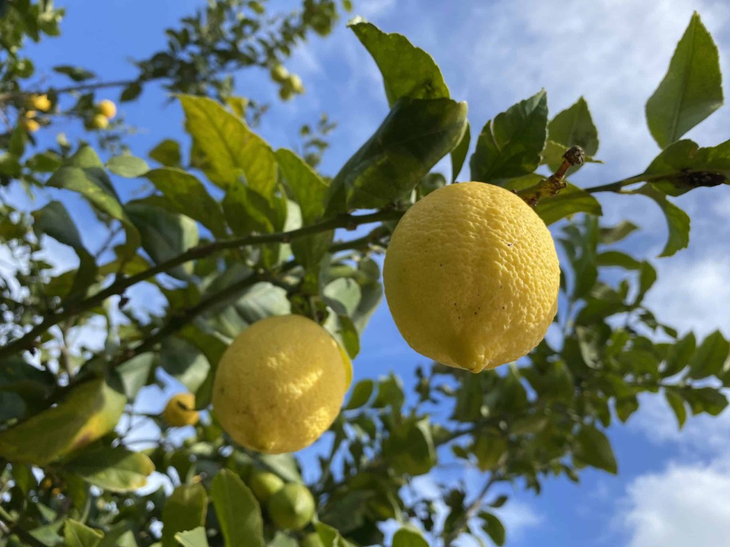 LifePartII's tweet photo. Lemon Grove in Buskett Gardens
Read more 👉 https://t.co/7a6SOWG3Fp
#BuskettGardens #ThingsToDoInMalta #Malta https://t.co/nKqaStVVnN