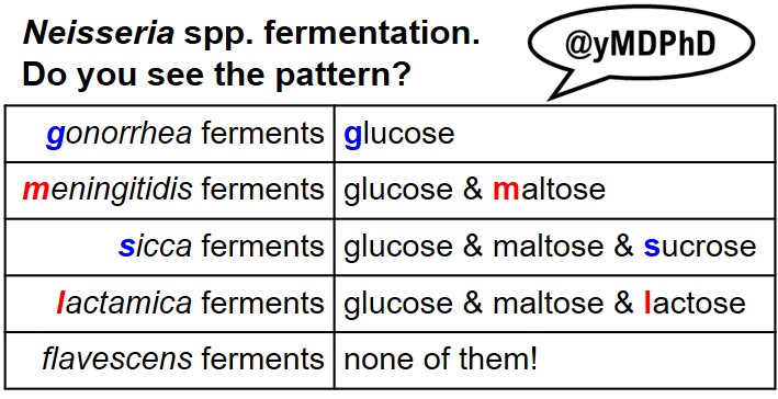 yMDPhD's tweet photo. A #yPathTable to help make sense of Neisseria species fermentation for #PathBoards.
It all starts with π. ππ°π―π°π³π³π©π¦π’ and πlucose. Starting with glucose makes sense, because it's the most simple sugar!
The first two are VERY important. Rest are there for completeness. https://t.co/jOQedn39bg