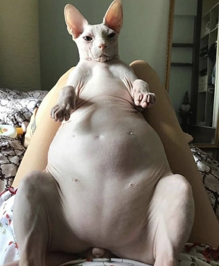 Shaved fat sale cat