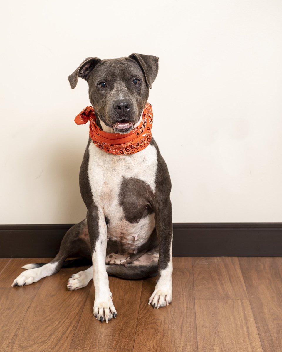 dog_rates's tweet photo. This is Aubrey. She’s searching for her perfect someone with the help of Companion Animal Alliance in Baton Rouge, Louisiana. I’m told she’s the “loneliest heart in the shelter” and you can apply to fix that and be her human below. 13/10 #TrupanionPartner

https://t.co/eOy21leqB6 https://t.co/qmPIb8Flor