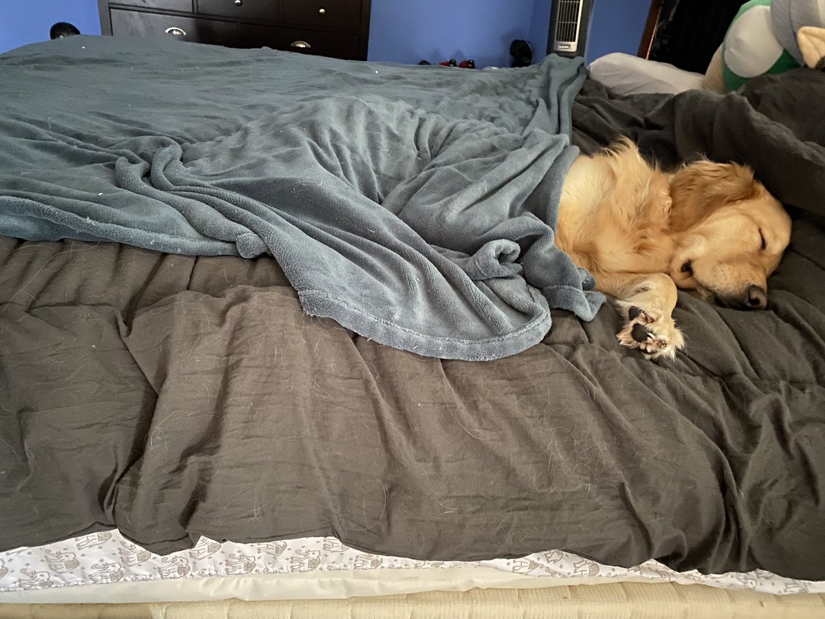 digitalhalie's tweet photo. Big ole baby 🥰 https://t.co/w0b0tWGCYQ