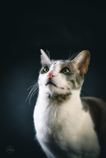 dcstpaul's tweet photo. I dislike #cats and love these photos from @fayepou (FCP's visual storyteller).  
#CatsOfTwitter #campaignposter https://t.co/tyN1BkhGcE