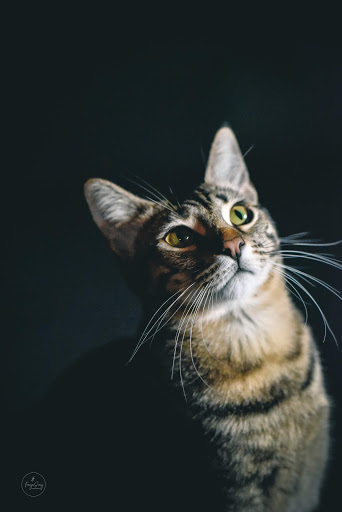 dcstpaul's tweet photo. I dislike #cats and love these photos from @fayepou (FCP's visual storyteller).  
#CatsOfTwitter #campaignposter https://t.co/tyN1BkhGcE