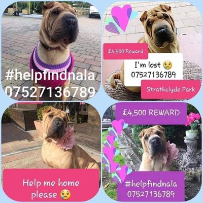 #NewProfilePic MISSING TWO YEAR 17/2/19 💗 TONIGHT #twitterstorm 8-9pm #strathclyde country park #ML1 #HelpFindNala facebook.com/groups/7658505…