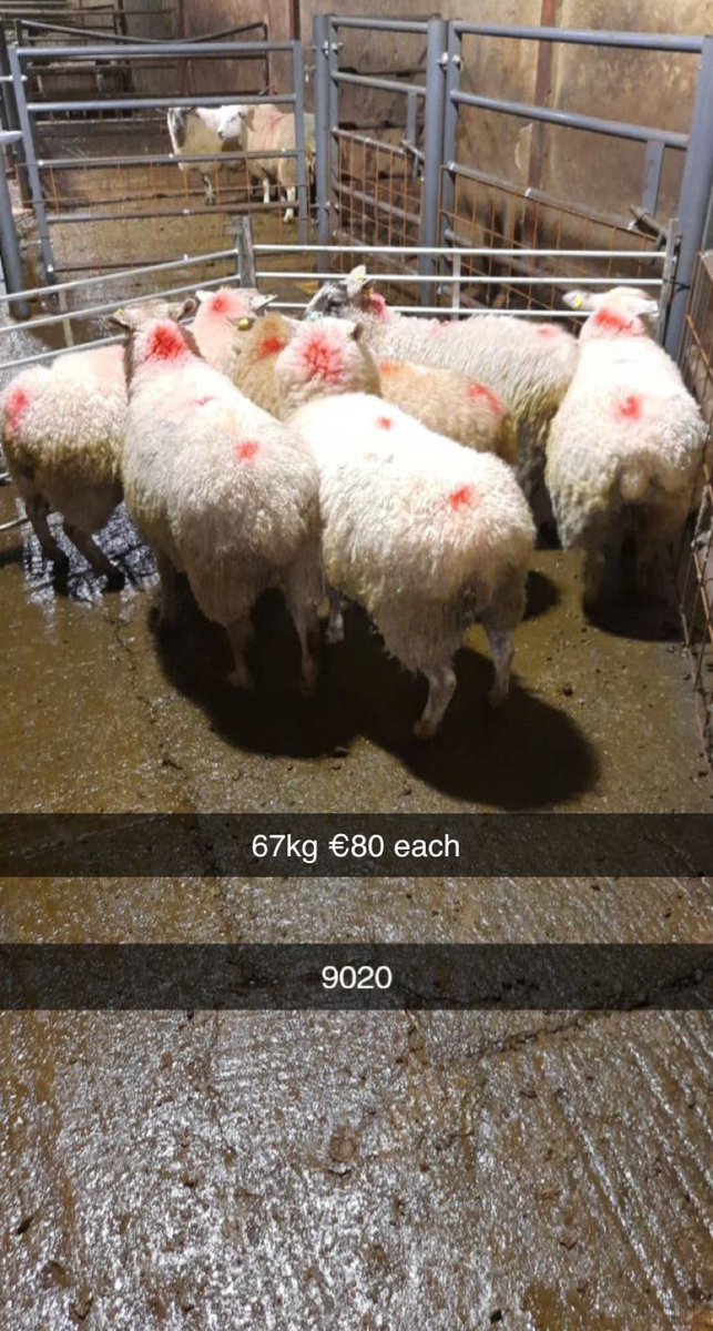 BallybayS's tweet photo. 2/3 - Please see further examples of prices from our sheep sale yesterday evening. https://t.co/cLyqOWbpPb