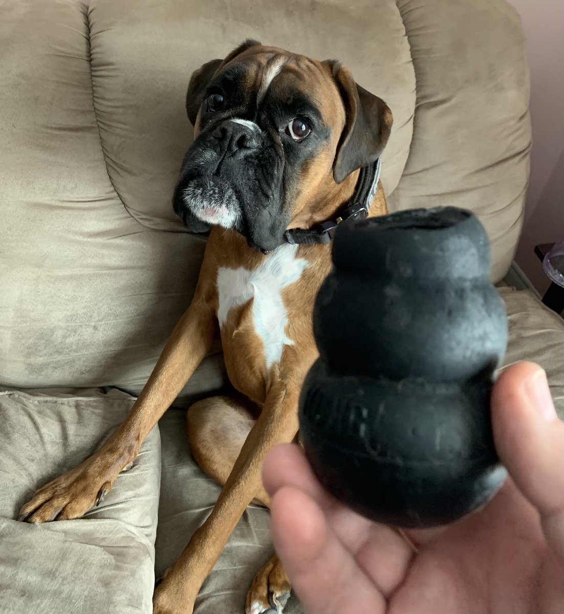 CoopTheBoxer's tweet photo. Mom and Dad are frantically looking for the top of my KONG. They can’t find it.
I don’t remember what happened. It was there when I started chewing on it. Now they won’t give it back to me, which makes me sad. https://t.co/Nfz3zdH7Et