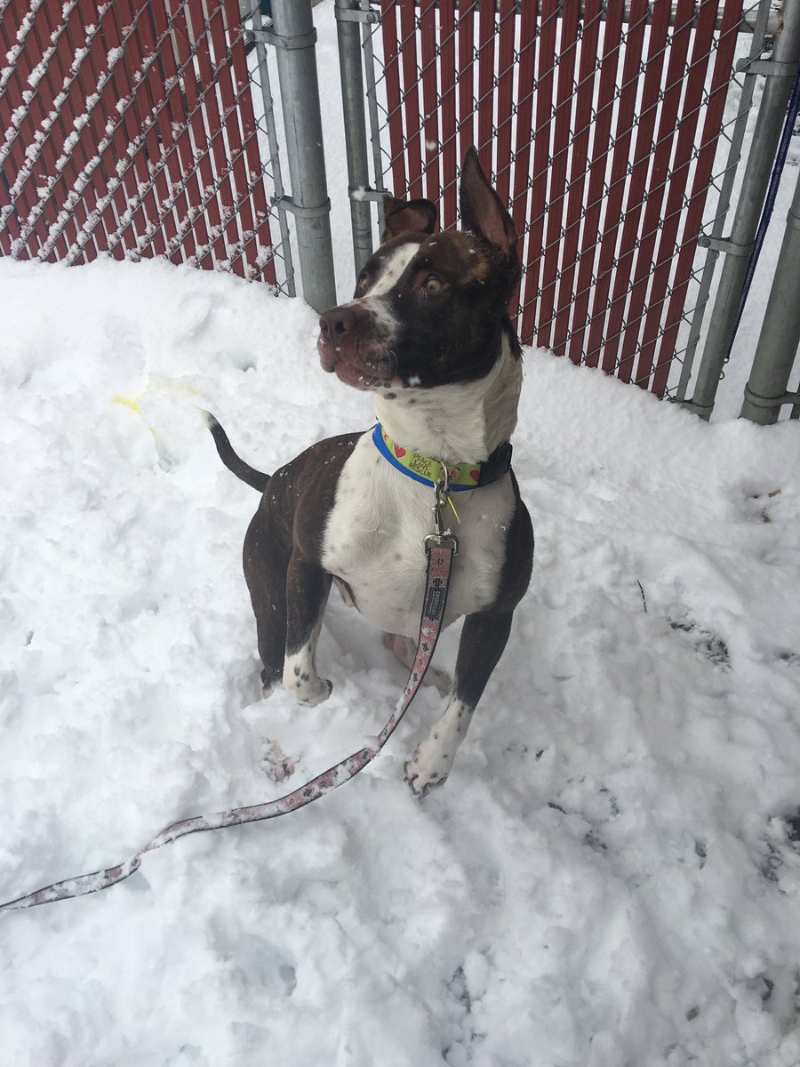 Auburn Valley Humane Society tweet media