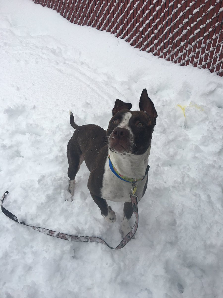 Auburn Valley Humane Society tweet media