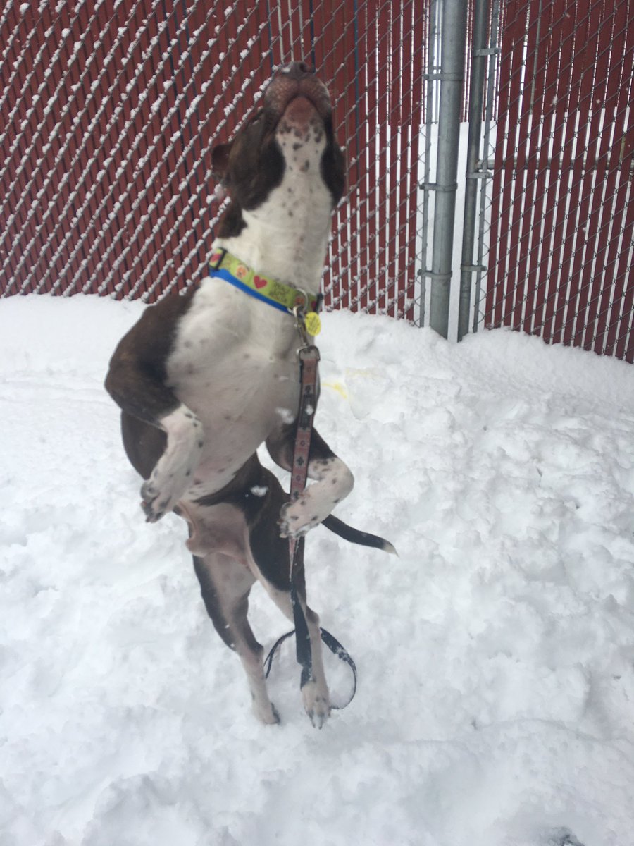 Auburn Valley Humane Society tweet media