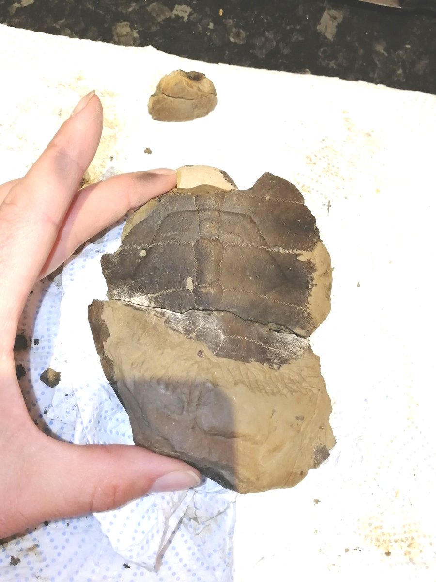 swalebirdboy's tweet photo. @AllertonJj @NHM_FossilFish @NHM_London It certainly does! My best find so far has been a juvenile turtle which was an absolute thrill when I found it 😁 thank you best of luck in your fossil adventures! https://t.co/O6B40gBKOr