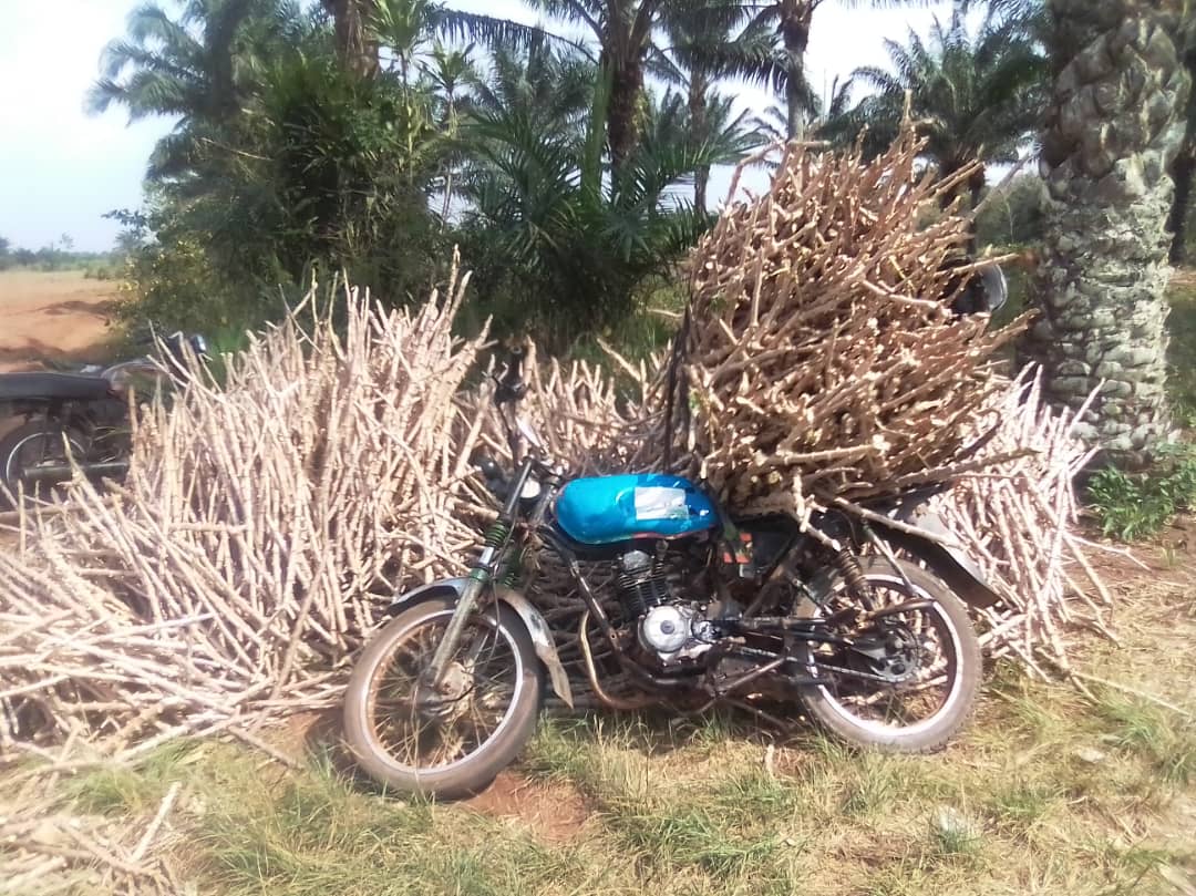 2021 Project updates - Phase 2 planting