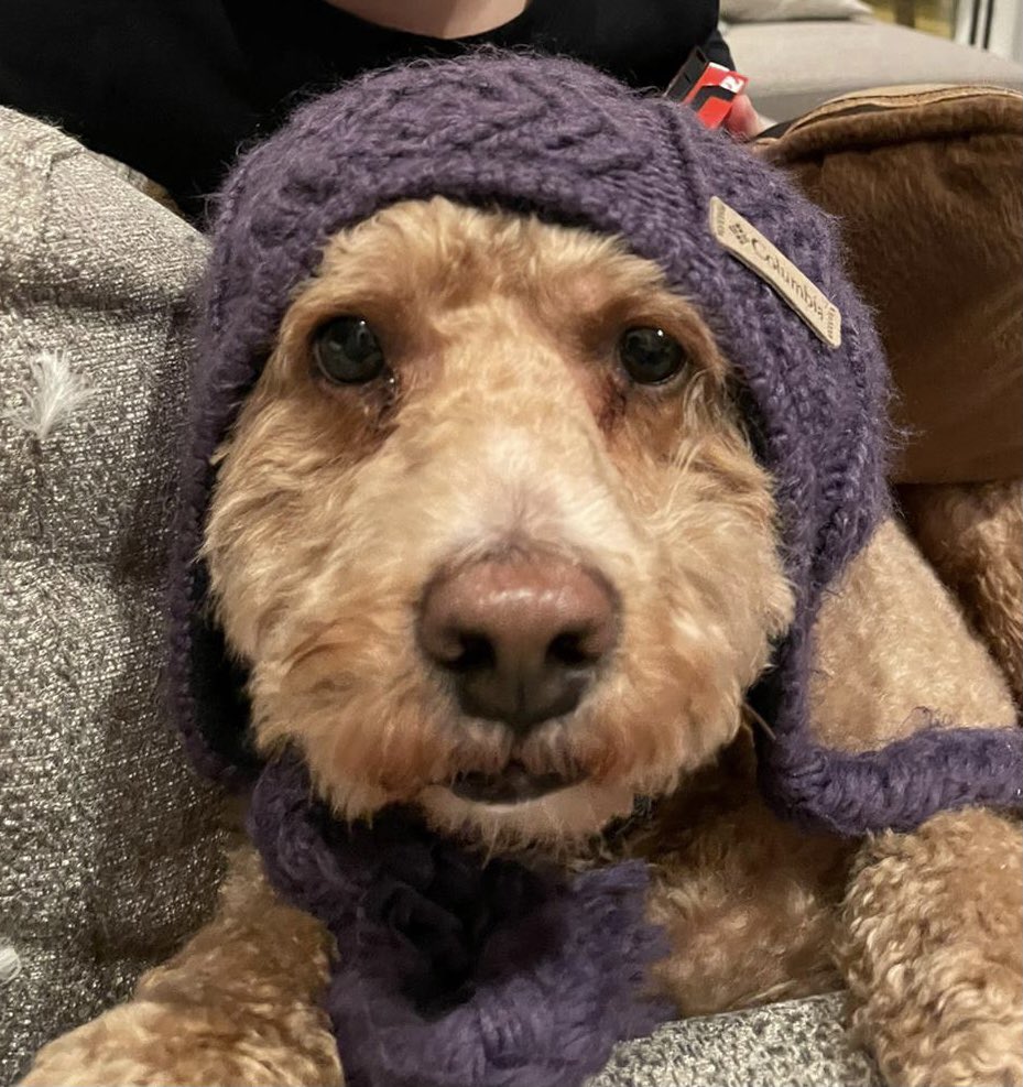 Yapple's tweet photo. @compbiopodcast #DogsHaveBossGenes Milo is a F2 cockapoo, he has inherited the poodle curly hair and practically non-shedding. Except he needs expensive haircuts. https://t.co/nzbpaJWIpB