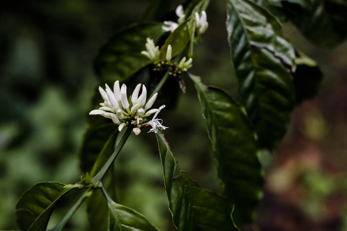 We are excited the first batch of Robusta varietal coffee from the Congo arrives next week! Looking forward to roasting, showcasing the wonderful dark chocolate flavors of this coffee, and dedication to quality from farmers and producers of the Karawa region. #karawacoffeeproject