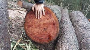 gzarrilli's tweet photo. El bosque del Chaco sigue en peligro!
Planta productora de energía eléctrica a partir de biomasa del bosque nativo. Sigue explicación en el hilo
#bosques #desmonte #envihist #Chaco #ambiente #environmental #quebracho #bosquenativo #Granchaco #Laforestal #MedioAmbiente 👇 (1/10) https://t.co/ax37vMsaos