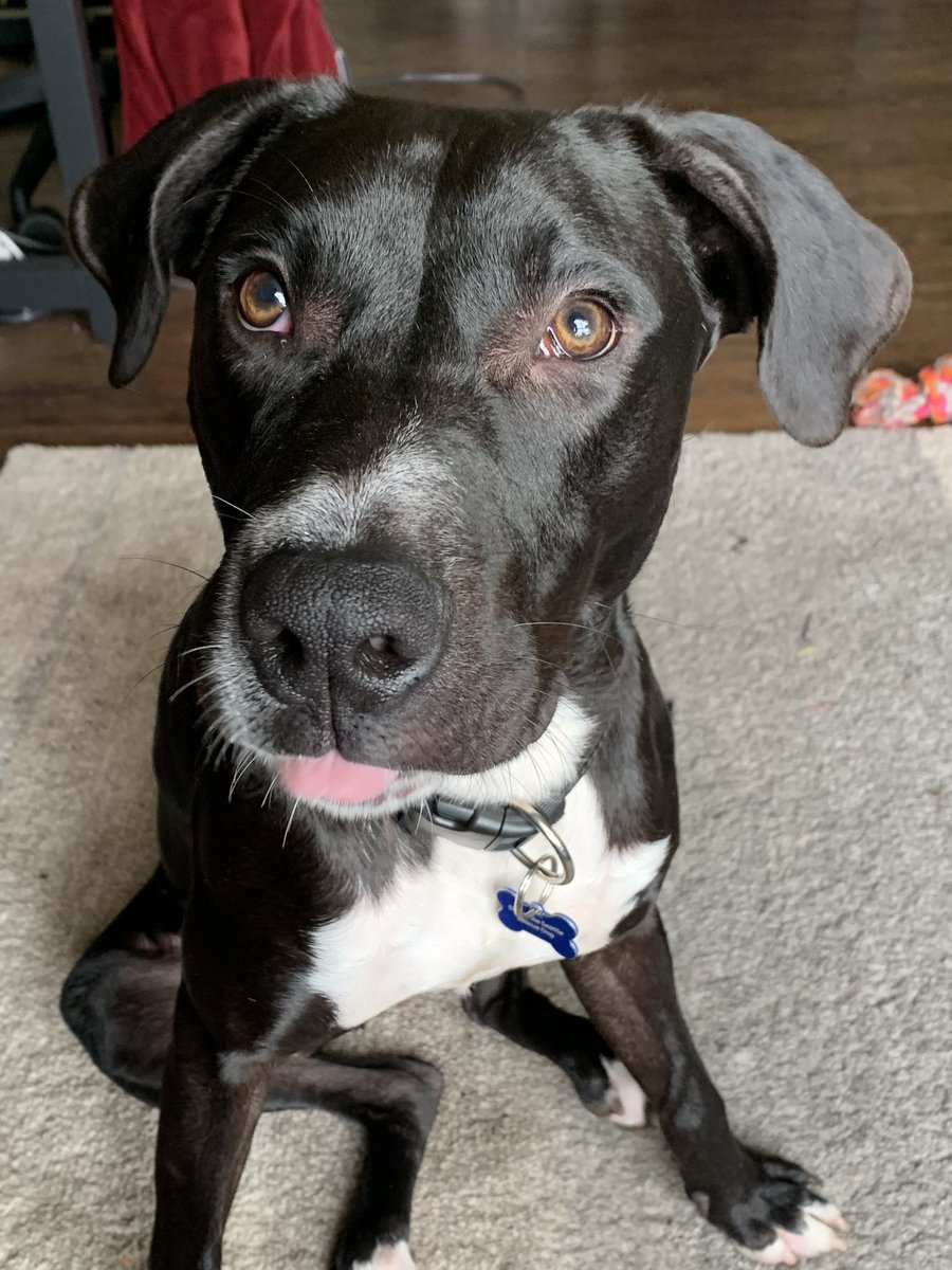 dog_rates's tweet photo. This is Beans. He’s available for adoption through @doggoneseattle. He asked if showing a little tongue would increase his chances of finding a home, and we said yes tbh it probably will. You can apply to adopt Beans below. 13/10 #TrupanionPartner

https://t.co/5BAU8GzU71 https://t.co/kPF35Ez7Sk