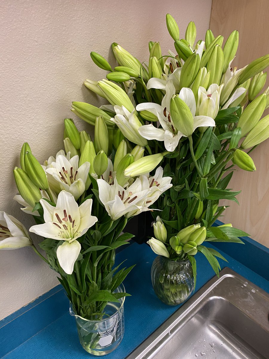 LainieClowers's tweet photo. 5th grade flower dissections this week in science lab #FutureBotanists @DreamLakeApopka https://t.co/dxvXxzE8T1