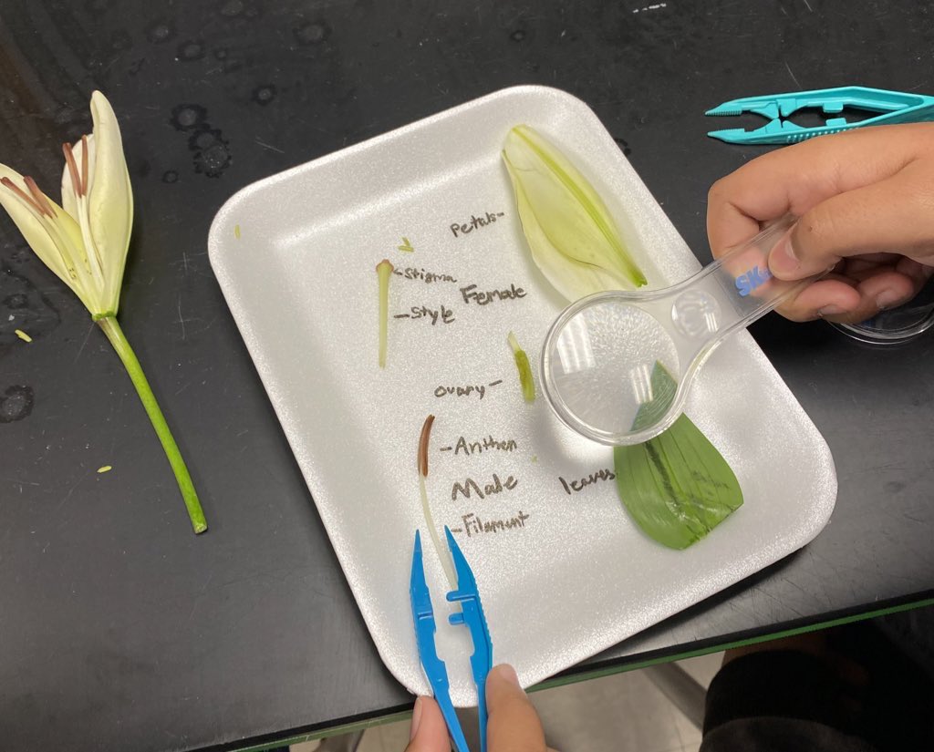 LainieClowers's tweet photo. 5th grade flower dissections this week in science lab #FutureBotanists @DreamLakeApopka https://t.co/dxvXxzE8T1