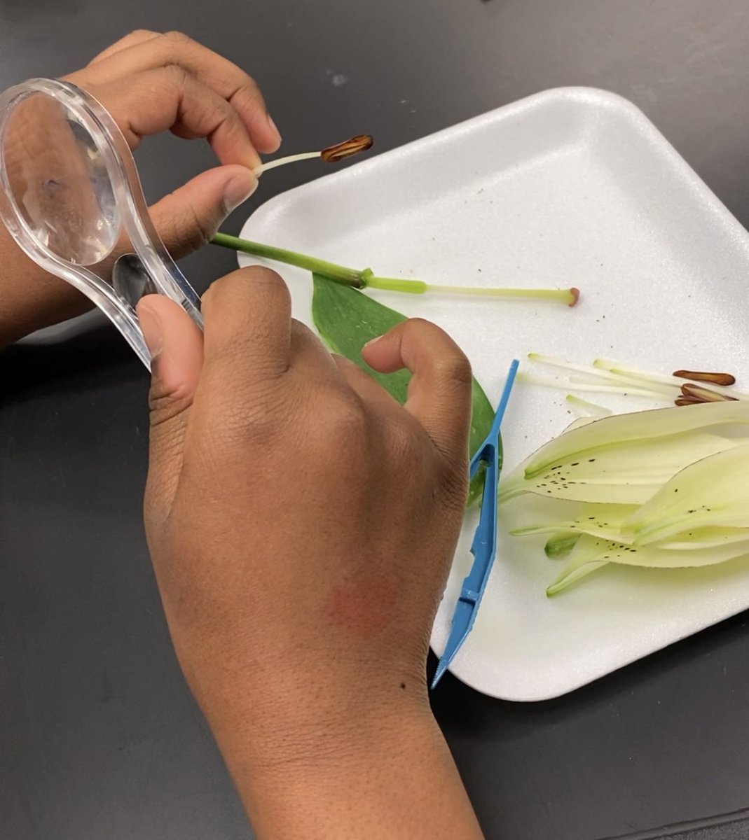 LainieClowers's tweet photo. 5th grade flower dissections this week in science lab #FutureBotanists @DreamLakeApopka https://t.co/dxvXxzE8T1