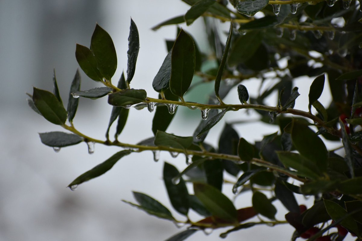 LAHolley's tweet photo. @DHartman_WAPT ice starting to accumulate on trees at the reservoir on the rankin side https://t.co/OLAUfskzGS