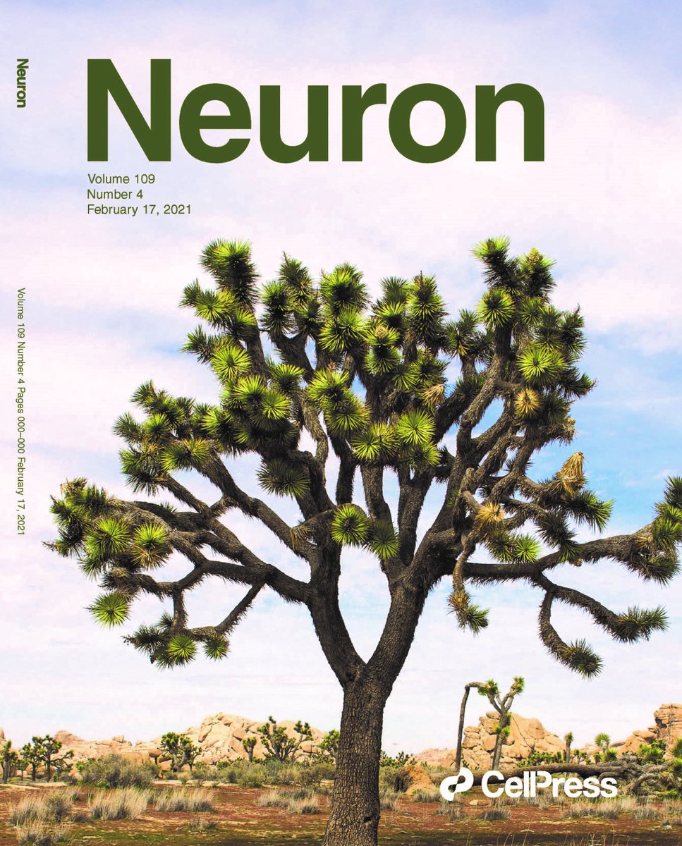 New issue cell.com/neuron/current
With a Joshua tree on the cover for <a href="/TakeoYukari/">Yukari Hayashi Takeo</a>, Shuster &amp; coll. reporting that GluD2, a synapse organizer, supports Purkinje cell dendritic branching patterns &amp; shape
Paper bit.ly/3k1GK3Y 
Preview by Lu &amp; Craig bit.ly/2Ztsd7D