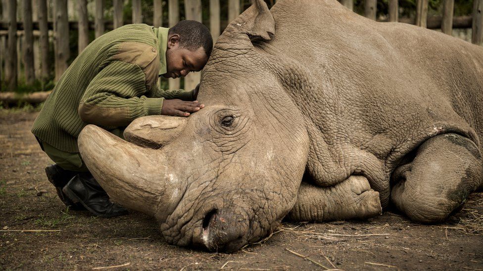 Ranger Joseph Wachira hangs with Sudan--last male northern white rhino on earth--as he lies dying, Mar 2018, Ol Pejeta Wildlife Conservancy, Kenya. Sudan was captured by trappers for Chipperfield's Circus in Shambe, Sudan, Feb 1975 &amp; spent his life at Dvur Kralove Zoo, Czech Rep