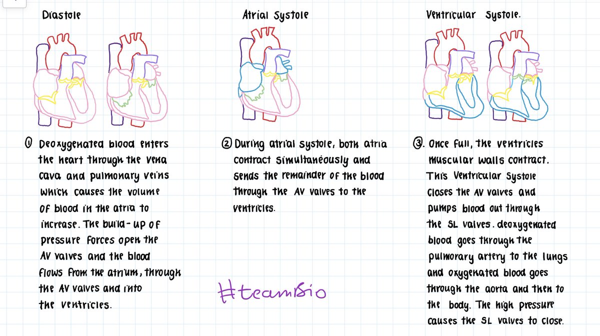EHSBioDepart's tweet image. 🤍 Valentine’s Cardiac Cycle 🫀 #teamBio #futurecardiologists 🙌🏻