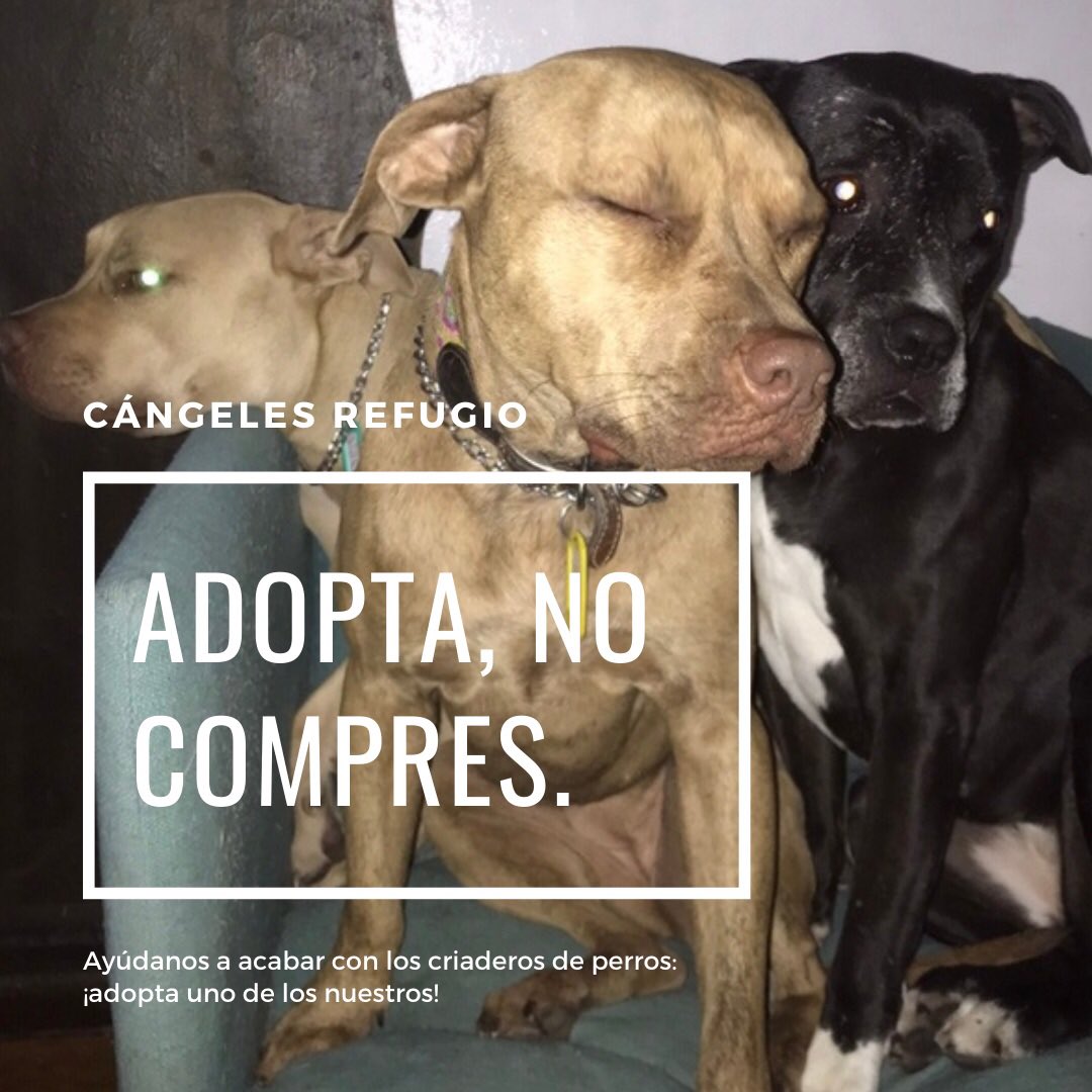 CangelesMexico's tweet photo. #Cángeles #CángelesRefugio #Caminologías #Caminologíascaninas #refugiocanino #guarderíacanina #hoteldeperros #AdoptaNoCompres #AdoptDontShop #perroscdmx #perrosfelices #paseoatuperro #adoptauncángel #dogshelter #dogdaycare #dogsitting https://t.co/W23VkjBfP0