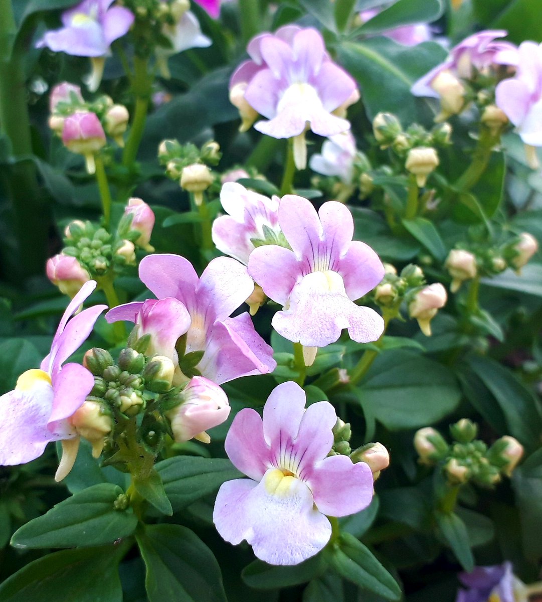 ちこり 産地直送 Fwf ﾁｺﾘﾝ おはよう ˊᗜˋ 宿根ネメシアのラベンダーカラー 花言葉は 包容力 真上から見ると 万華鏡みたいね 寒いから気を付けてね ﾉ 宿根ネメシア 花が好き 花言葉 花写真 メルヘン同盟