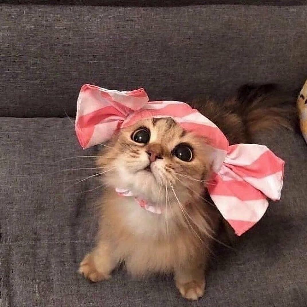 MsRobot4's tweet image. Candy Kitten