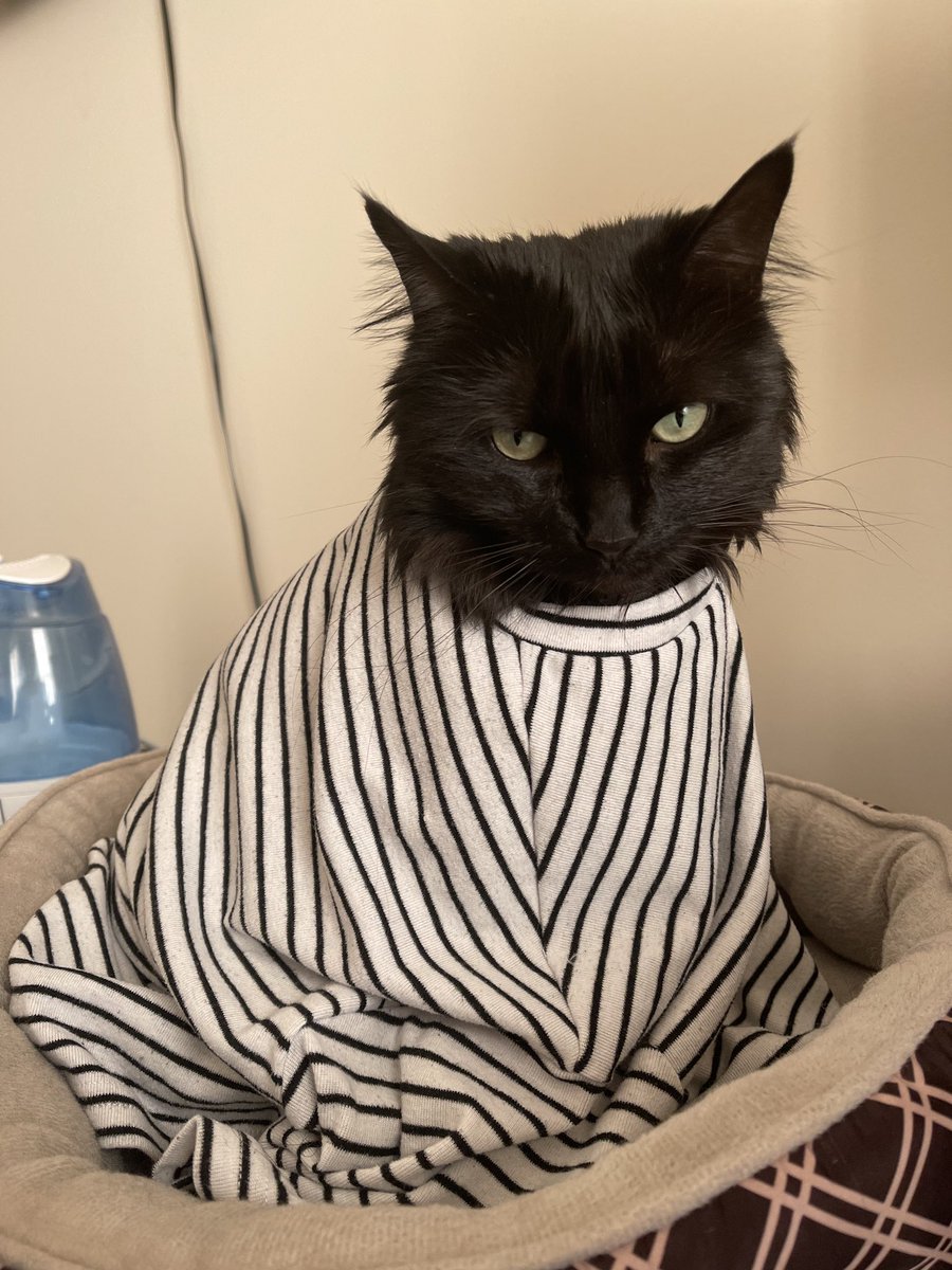 ginkgojiang's tweet photo. spending claw-lity time w mama 🥰 she even gave me her shirt meow https://t.co/hdBoXkbIW0