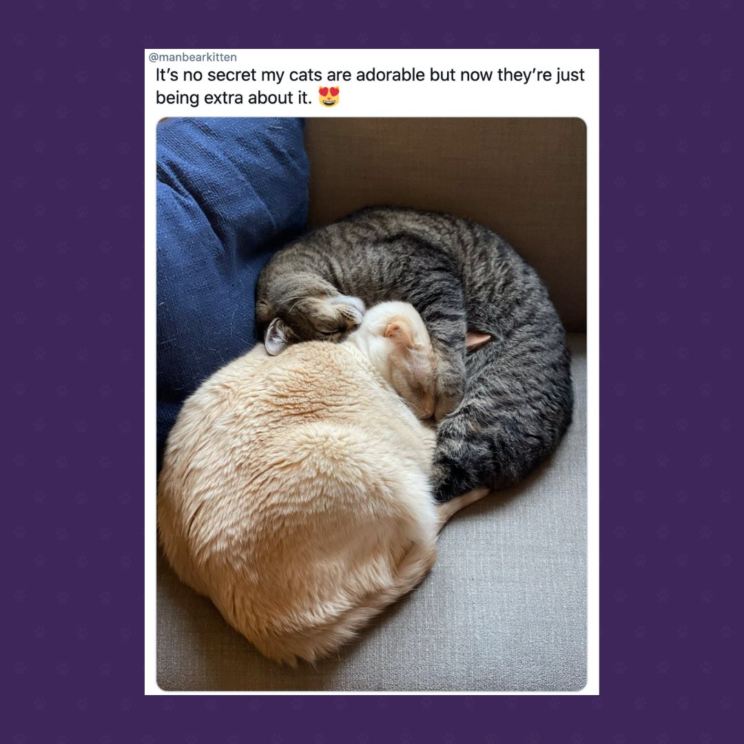 Who else thinks cats KNOW they are cute?! 😹