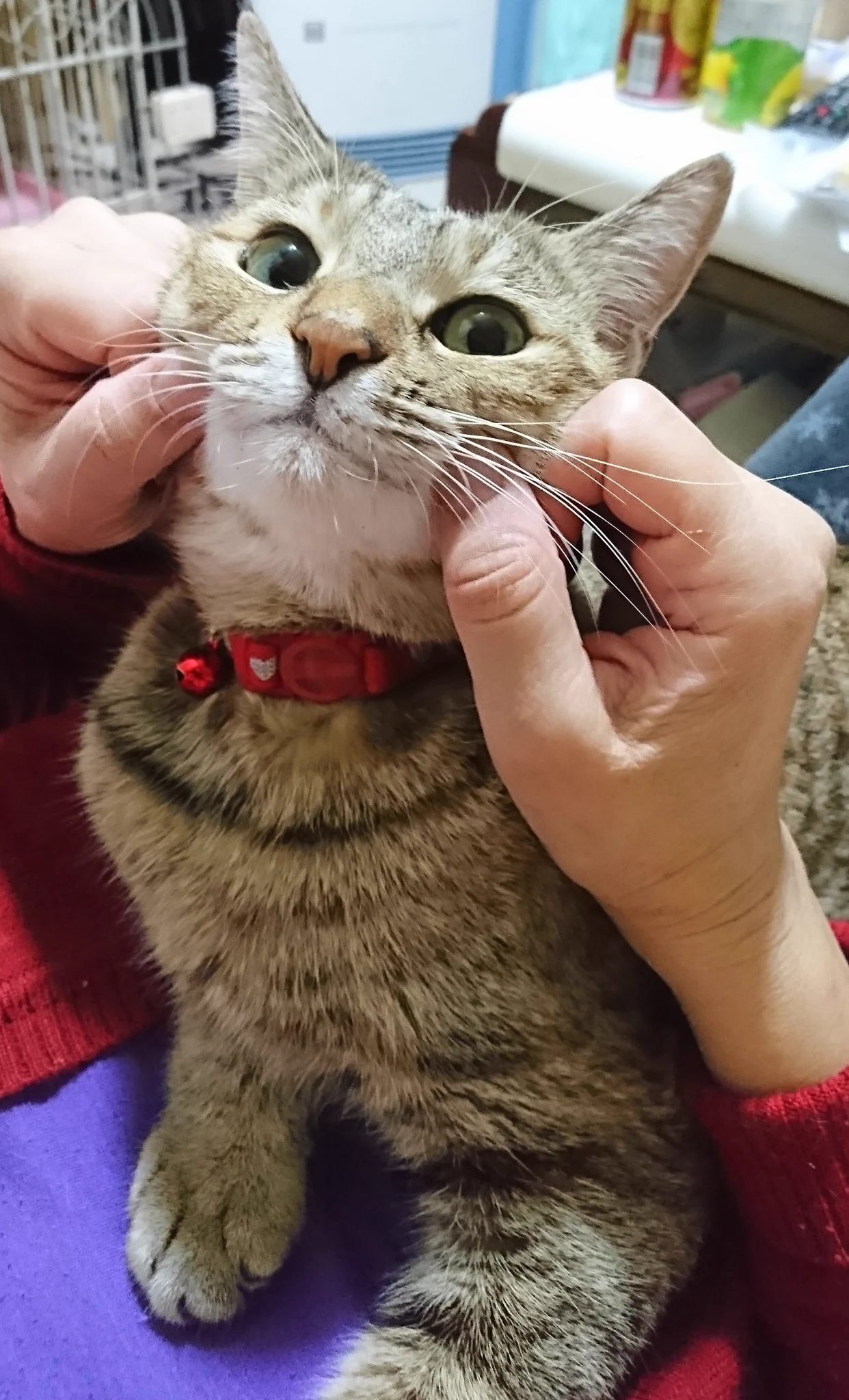 行きつけの動物病院で予防接種した際、写真を撮ってくれるサービスがあると話題に！怯え切った真顔にも注目！？