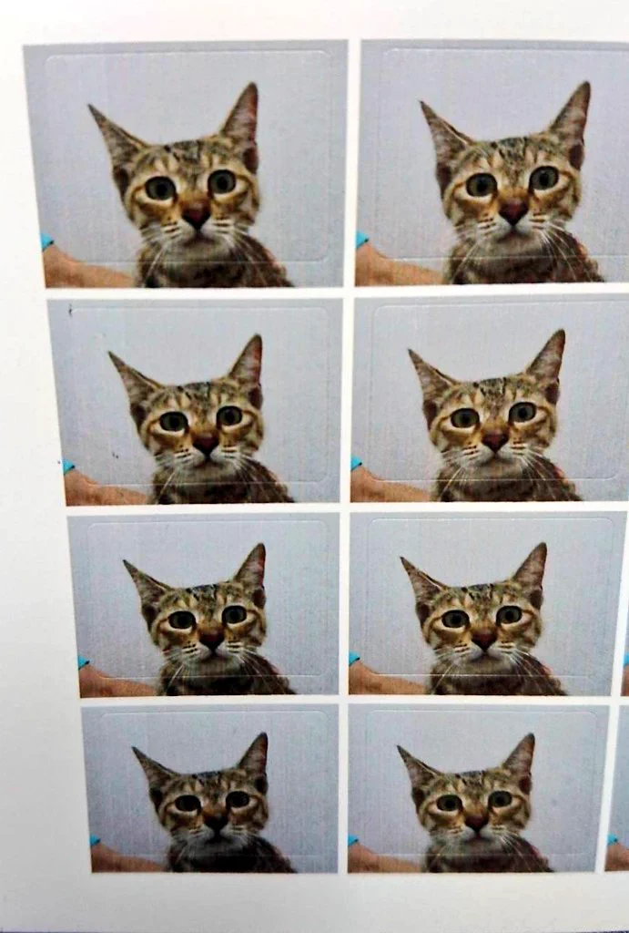 行きつけの動物病院で予防接種した際、写真を撮ってくれるサービスがあると話題に！怯え切った真顔にも注目！？