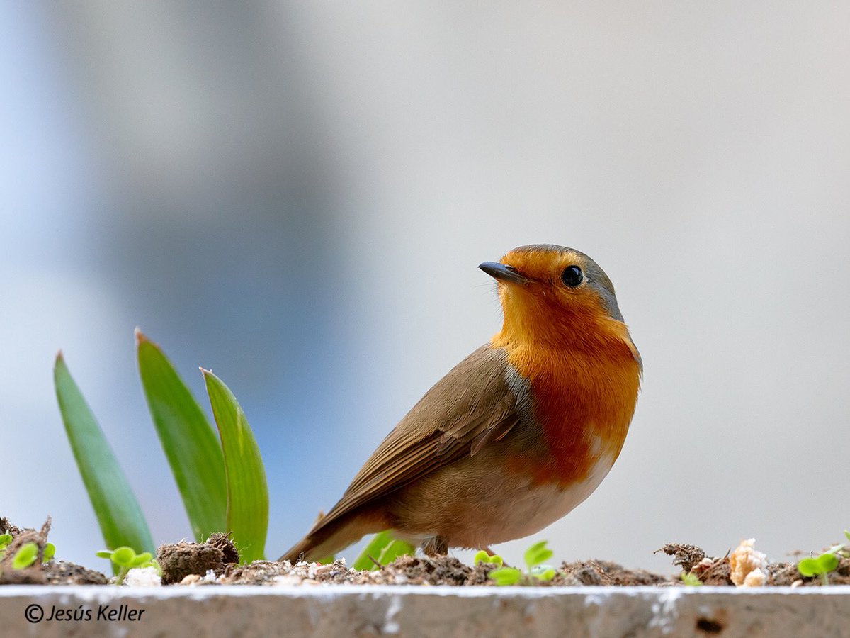 jesuskeller's tweet photo. #elamigo #myfriend #petirojo #txantxangorri #txantxangorria #erithacusrubecula #ave #aves #hoy #hoyporlatarde #nohide #desdelaventana #naturephotography #nature #naturaleza #hoy #canoneos #canonlens  #eibar #gipuzkoa #euskadi #euskalherria #euskadibasquecountry #captureonepro21 https://t.co/sIrZFrZeXW