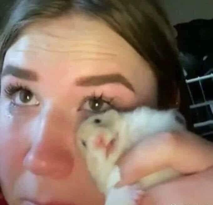 Geck_o_o's tweet photo. Feel like this fcking 🐹 https://t.co/roy1fICtTh