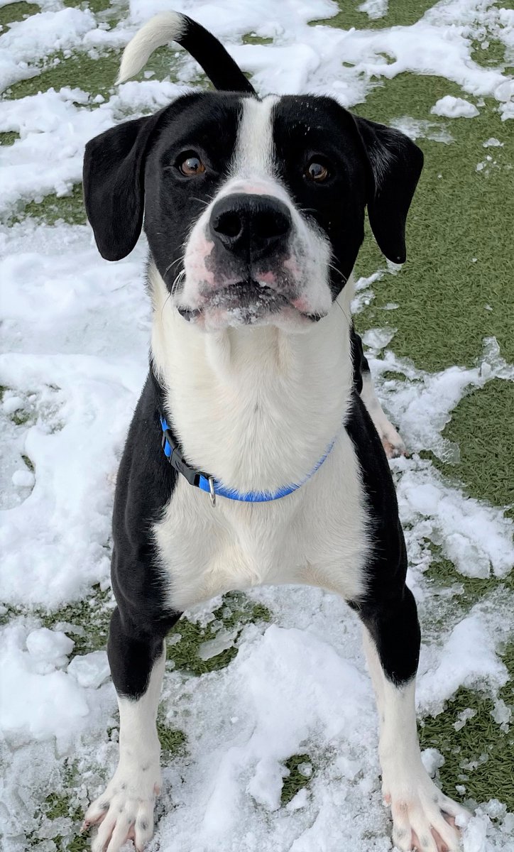 Kansas Humane Society tweet media