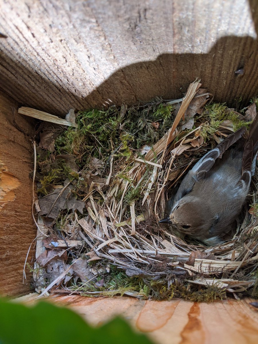 Won't be long! #NationalNestboxWeek