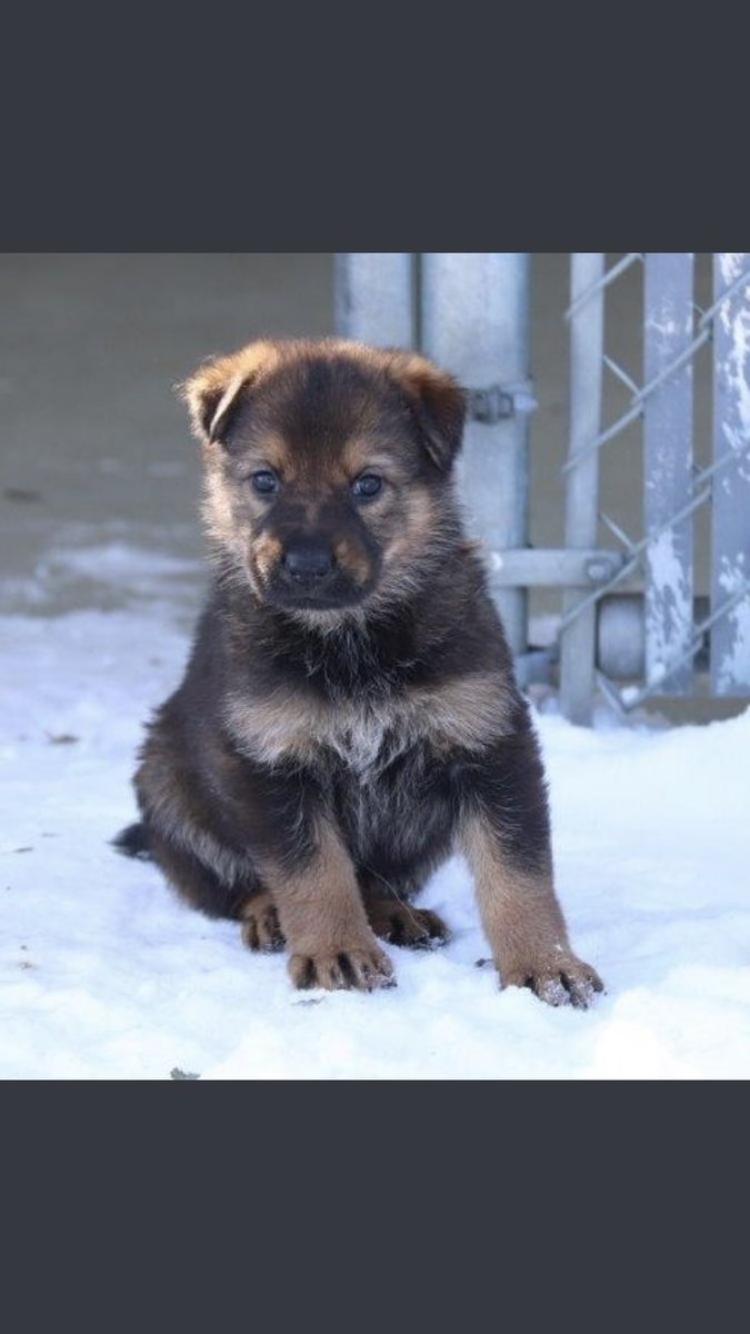 AshleyDicker2's tweet photo. @RCMPDepot This one here.. his name is puck https://t.co/3fI9WNUteX