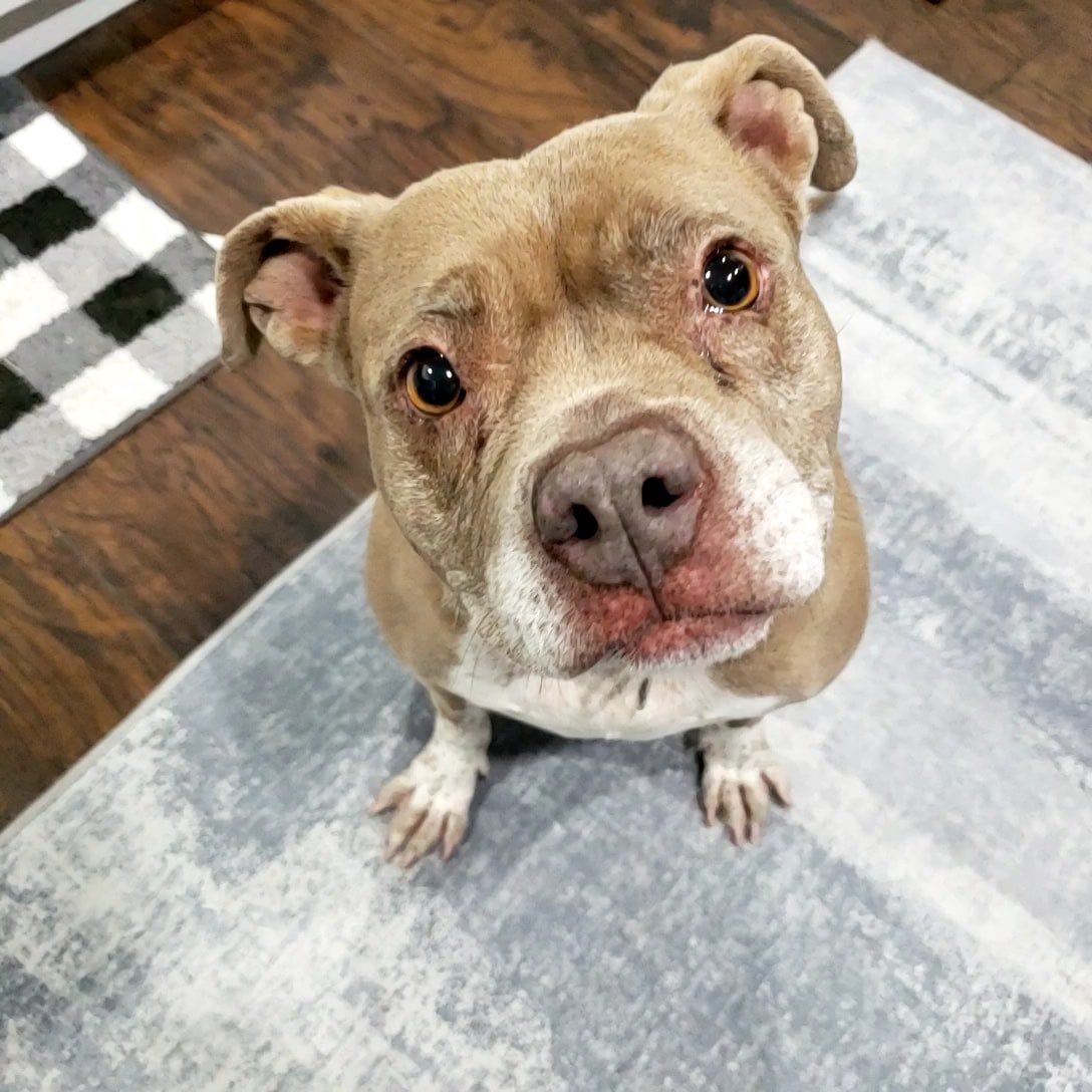 dog_rates's tweet image. This is Mogwai. She’s been with @kcpetproject since last June. Her foster home discovered she really likes pajamas, so all potential adopters please jot that down. You can learn all about Mogwai by clicking the link below. 13/10 #TrupanionPartner

kcpetproject.org/animal-details…