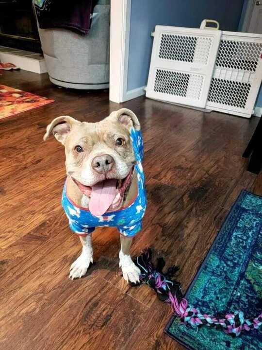 dog_rates's tweet image. This is Mogwai. She’s been with @kcpetproject since last June. Her foster home discovered she really likes pajamas, so all potential adopters please jot that down. You can learn all about Mogwai by clicking the link below. 13/10 #TrupanionPartner

kcpetproject.org/animal-details…
