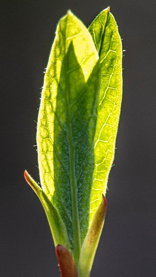 SequimPhotos's tweet image. The Indian Plums are unfurling their leaves -- signs of Spring here in Sequim! #nativeplants #indianplum #sequim #spring