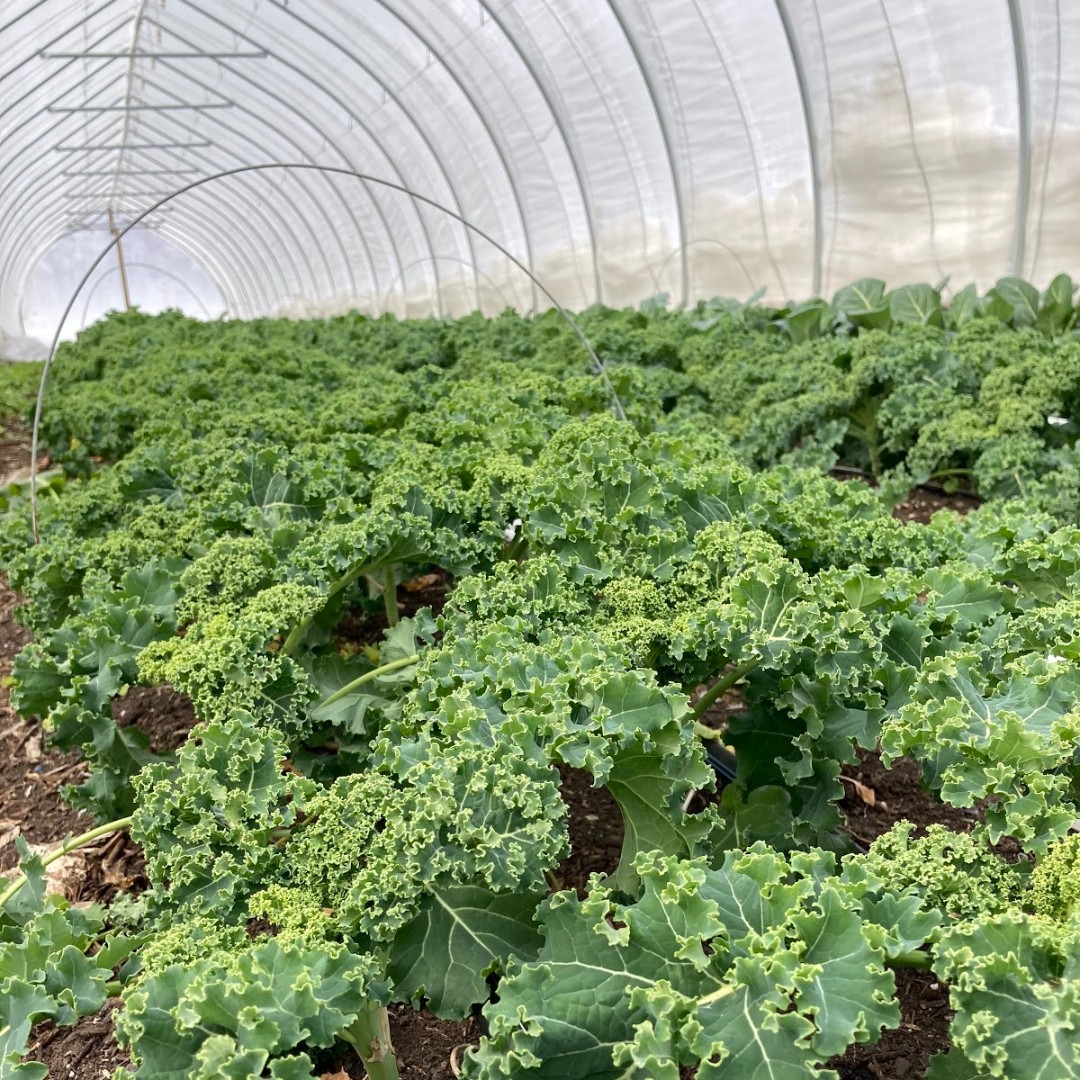 ProjectEATS's tweet photo. Here's some nutrient-dense kale we’ve been able to grow this winter. It can help with lowering cholesterol levels - eat up! 

#urbanfarming #kale #americanheartmonth #eathealthy https://t.co/5qTso0jRGU